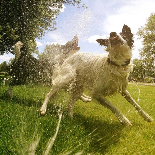 Irrigation
